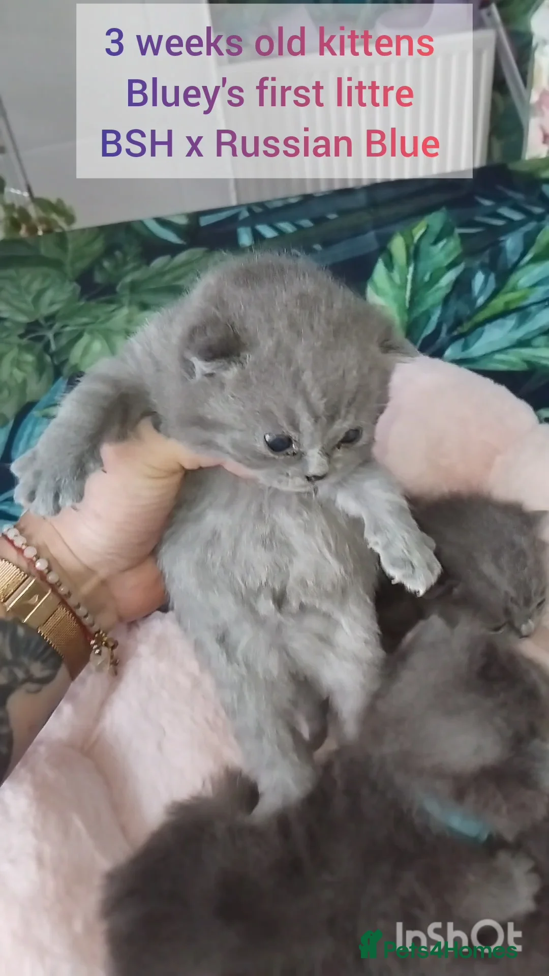 British Shorthair cats for sale: British Shorthair x Russian Blue  - Advert 2