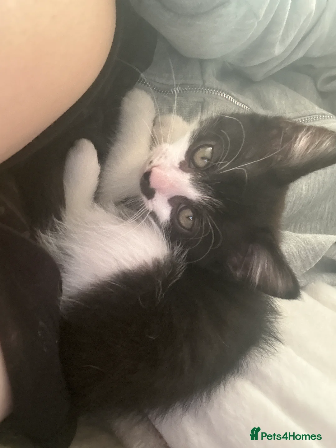 Mixed Breed cats for sale: Beautiful half bengal kittens  - Advert 2