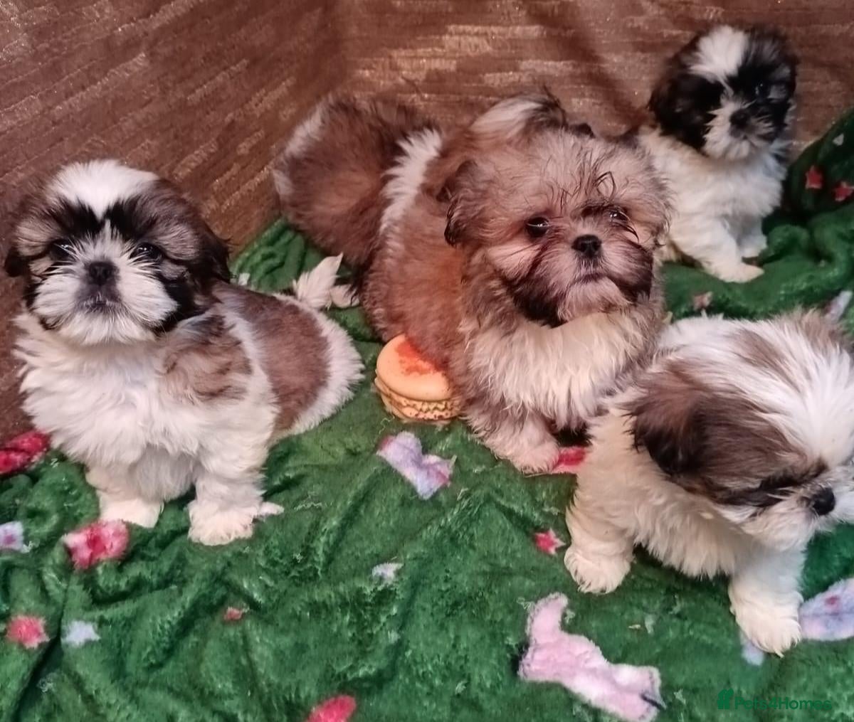 Shih Tzu dogs Shih Tzu puppy's - Advert 2