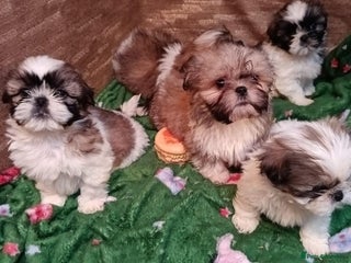 Shih Tzu dogs Shih Tzu puppy's - Advert 3