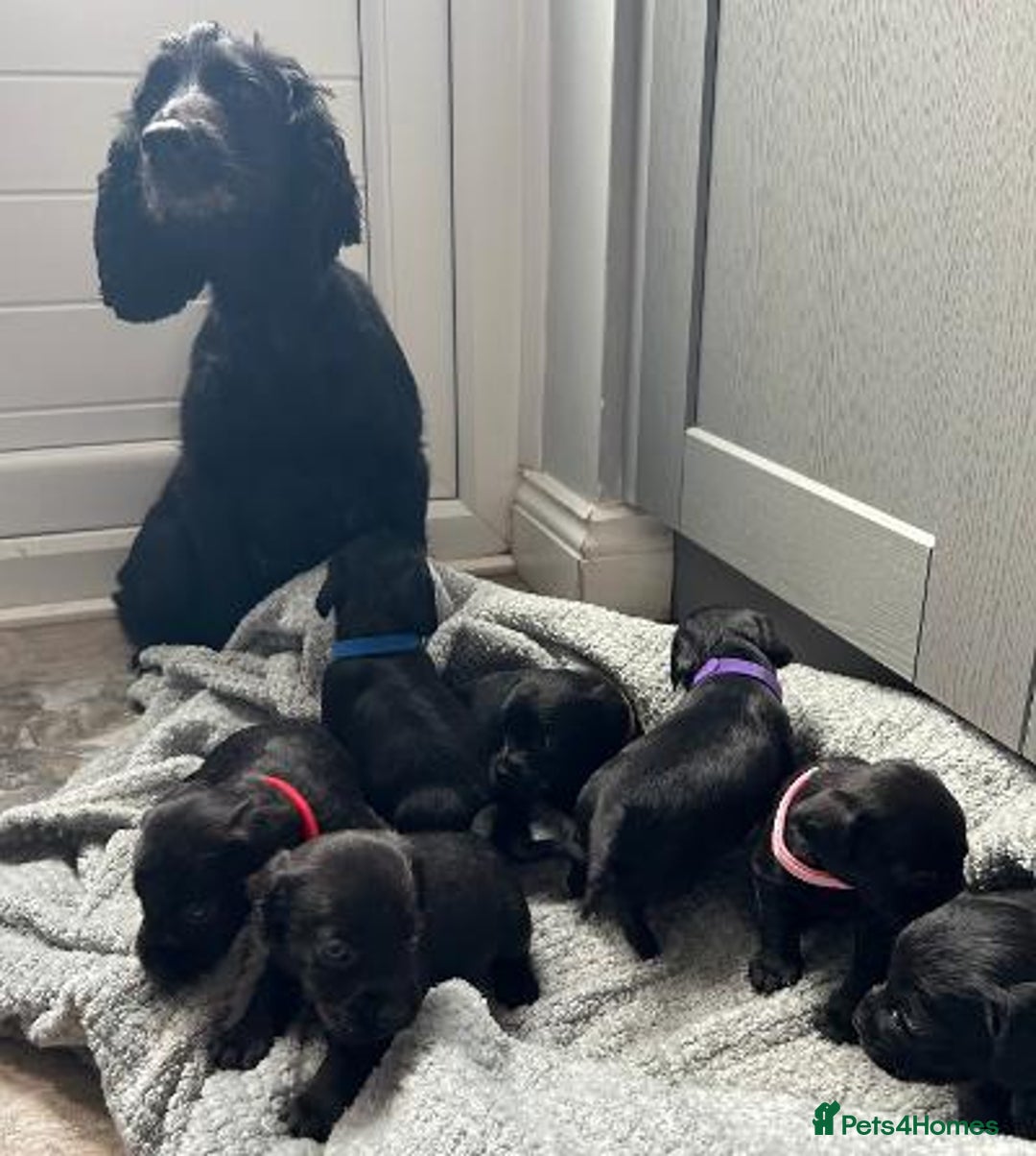 Mixed Breed dogs for sale: Gorgeous borker puppies - Image 5