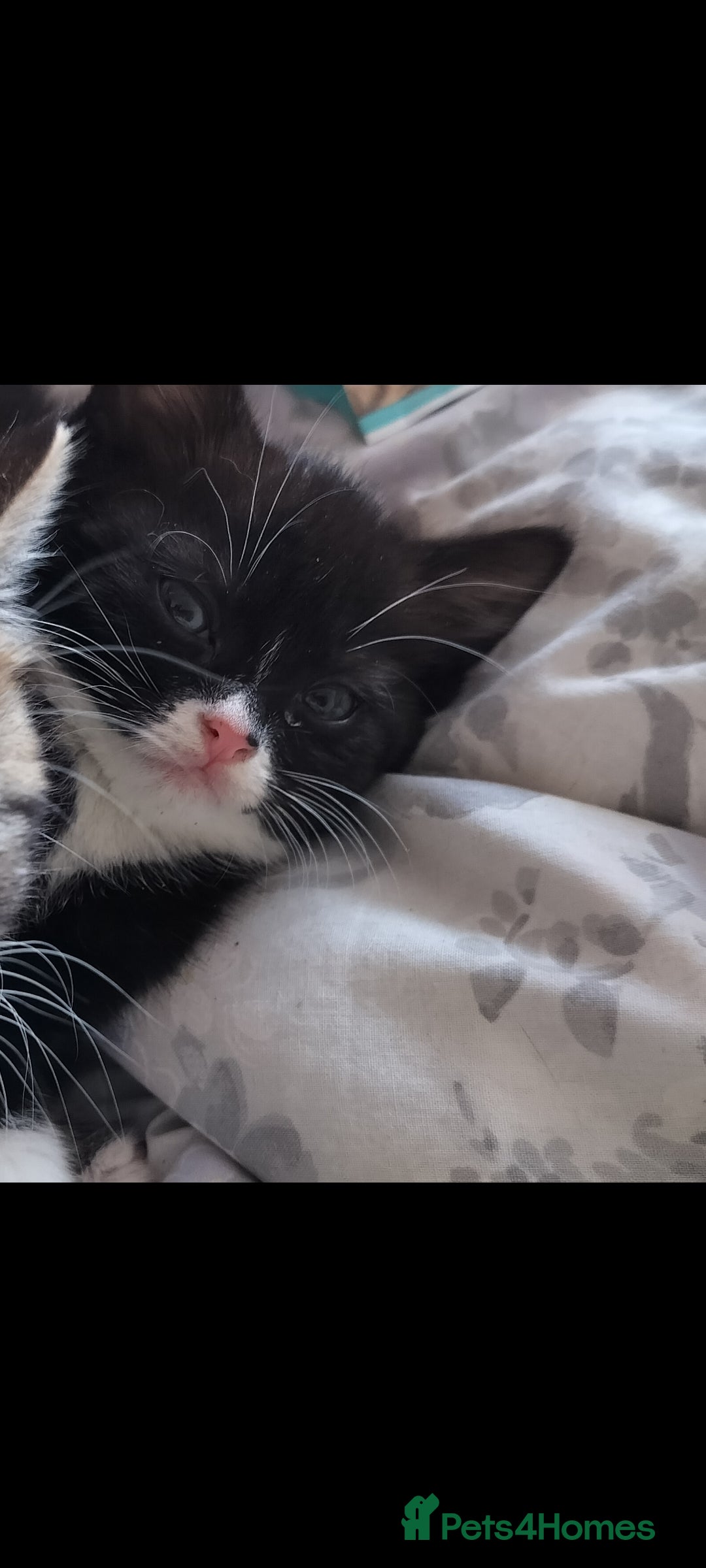 Mixed Breed cats for sale: Soft fluffy bundle of joy loving black and white - Advert 4