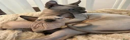 Sphynx cats for sale: Stunning sphinx kittens ready now - Advert 5