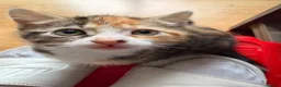 Mixed Breed cats for sale: Adorable Kittens Looking for Their Forever Homes - Advert 5