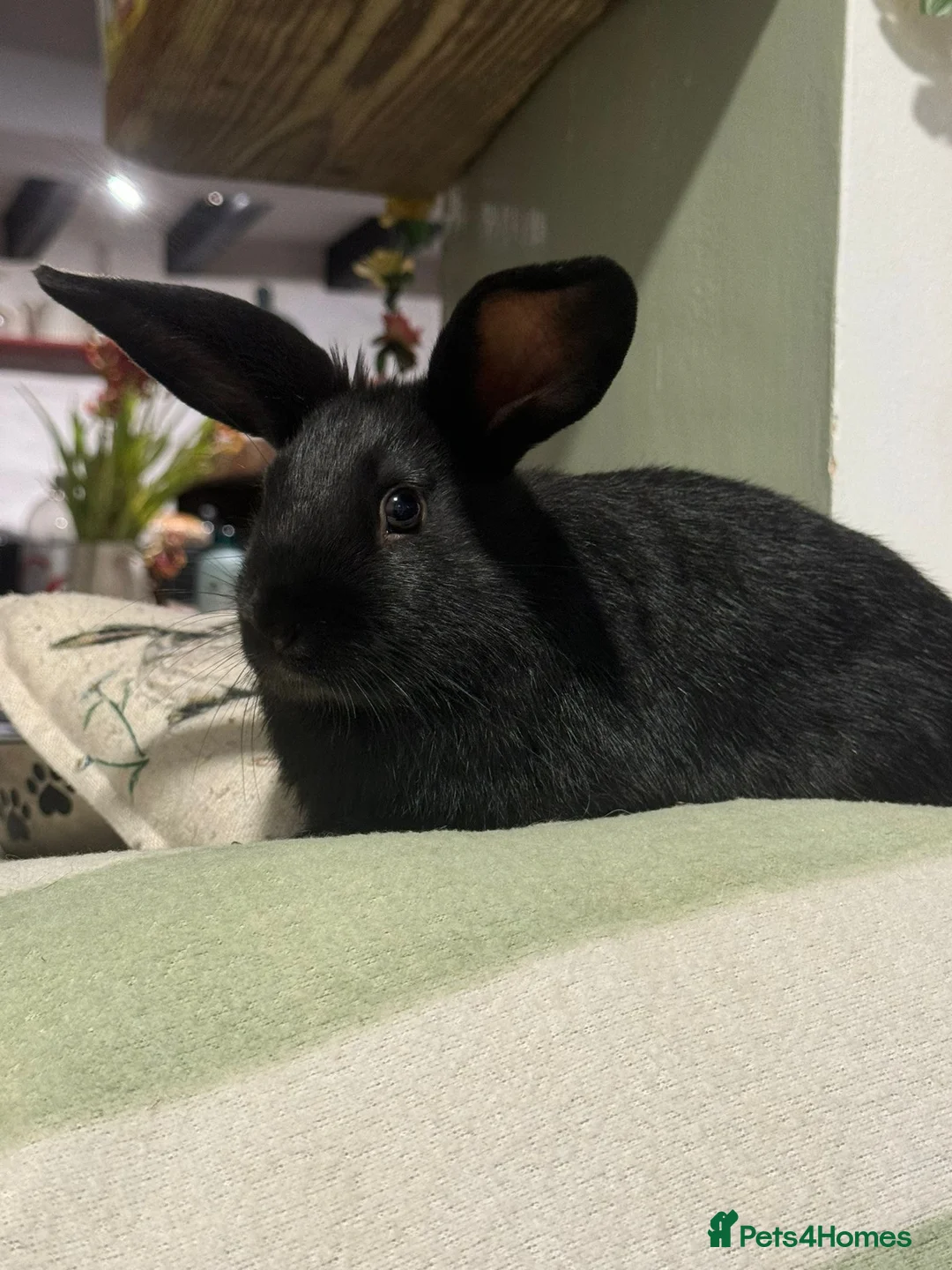 Mini Lop rabbits for sale: Vaccinated/raised indoors, mini lops and lion lop  - Advert 13