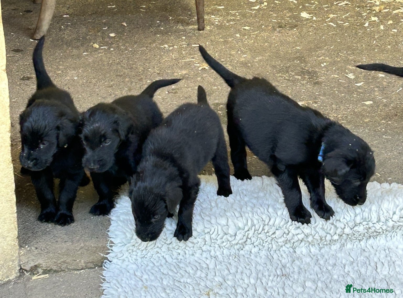 Flat coated Retriever dogs Fabulous litter of flatcoated retriever puppies - Advert 2