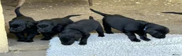 Flat coated Retriever dogs for sale: Fabulous litter of flatcoated retriever puppies - Advert 2