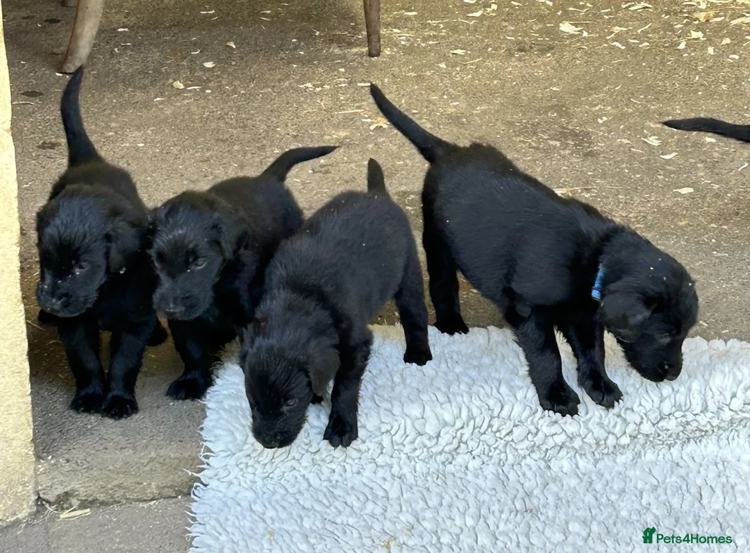 Flat coated Retriever dogs for sale: Fabulous litter of flatcoated retriever puppies - Advert 2