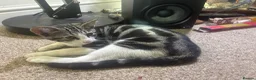Mixed Breed cats for sale: Marielle - Advert 3