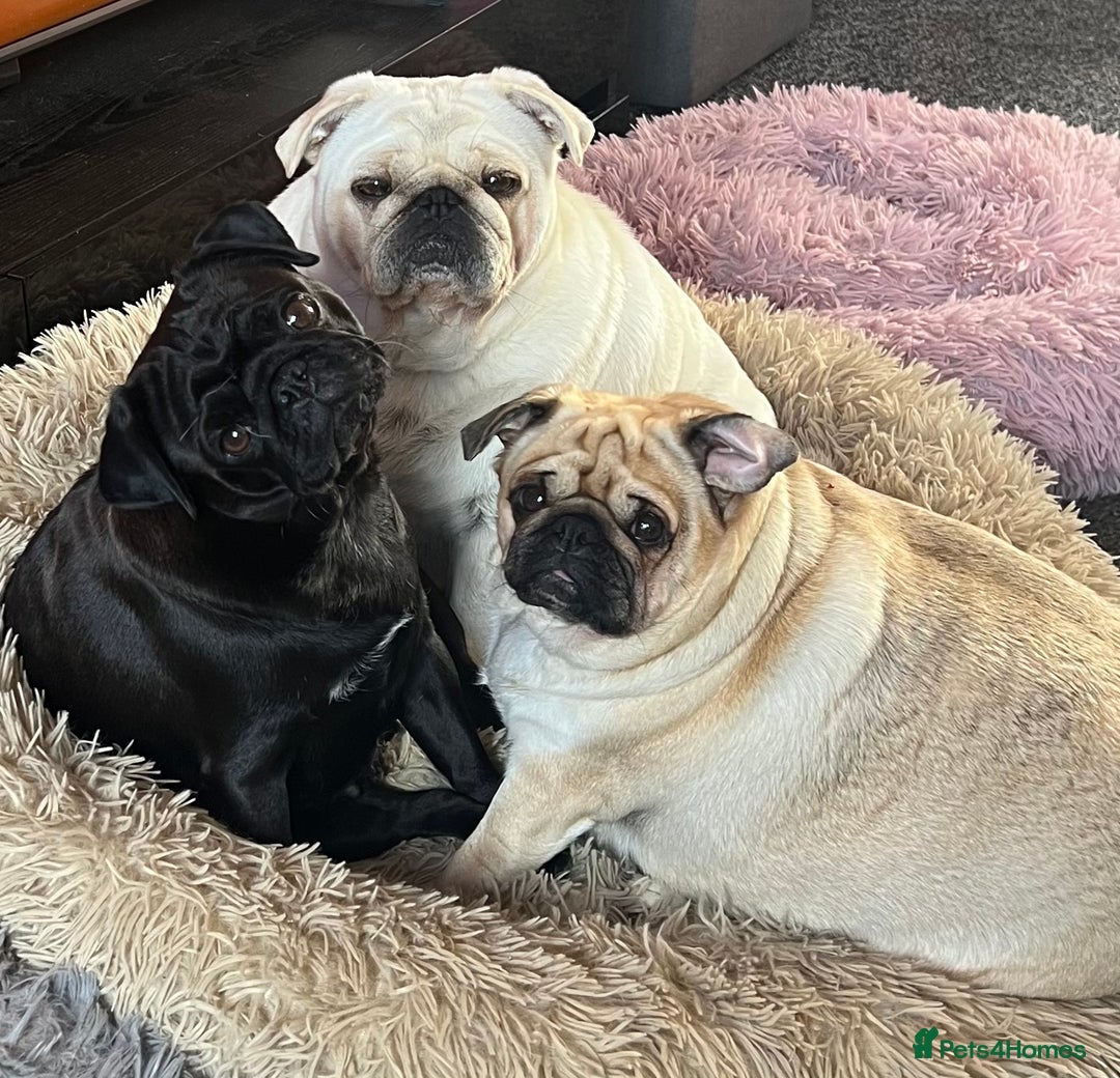 Pug dogs for sale: Storm  - Advert 2