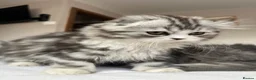 Scottish Fold cats for sale: Scottish Fold/Straight TICA pedigree - Advert 5