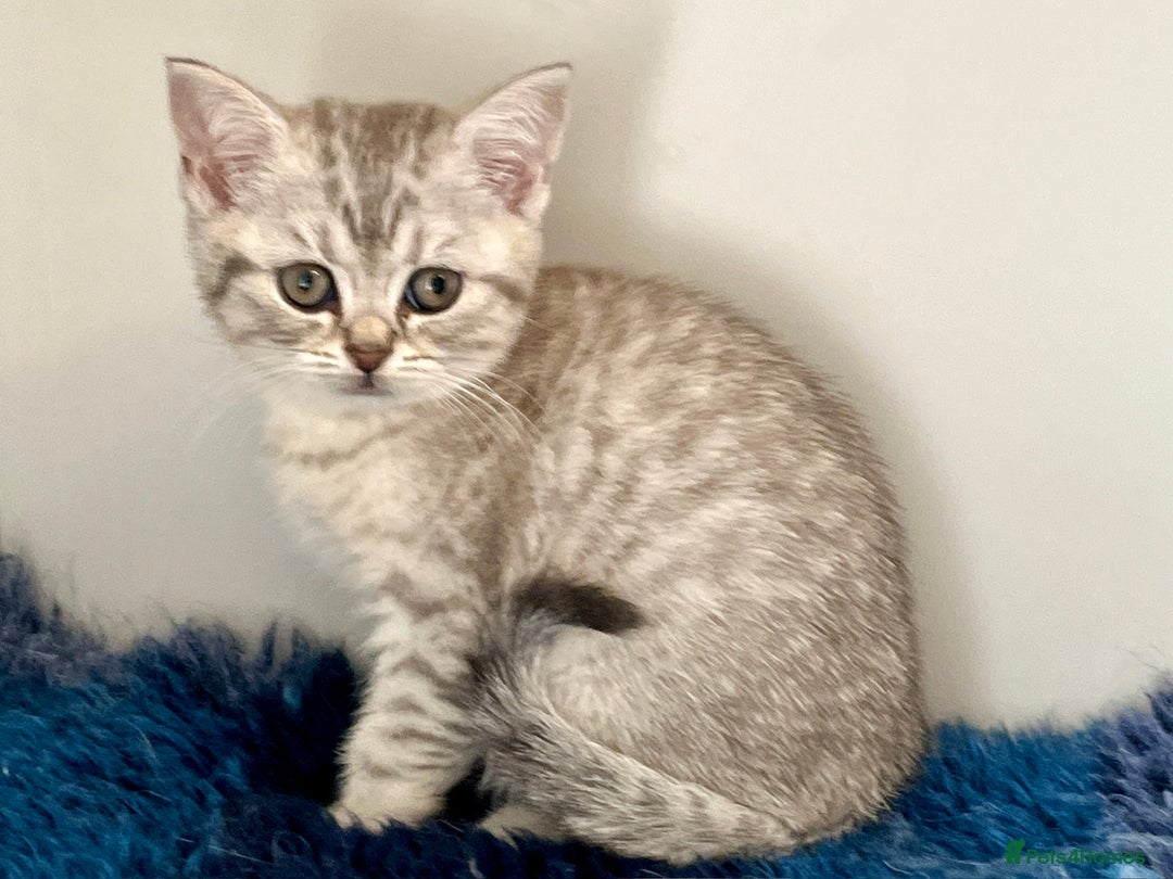 British Shorthair cats for sale: Ready NOW- Blue Silver Spotted Tabby - Image 2