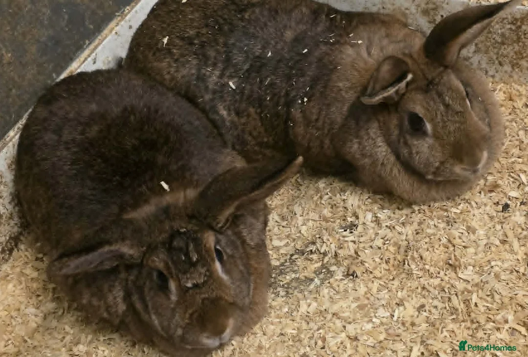 Mixed Breed rabbits for sale: 3 Belgian Hare crosses for adoption. - Advert 2