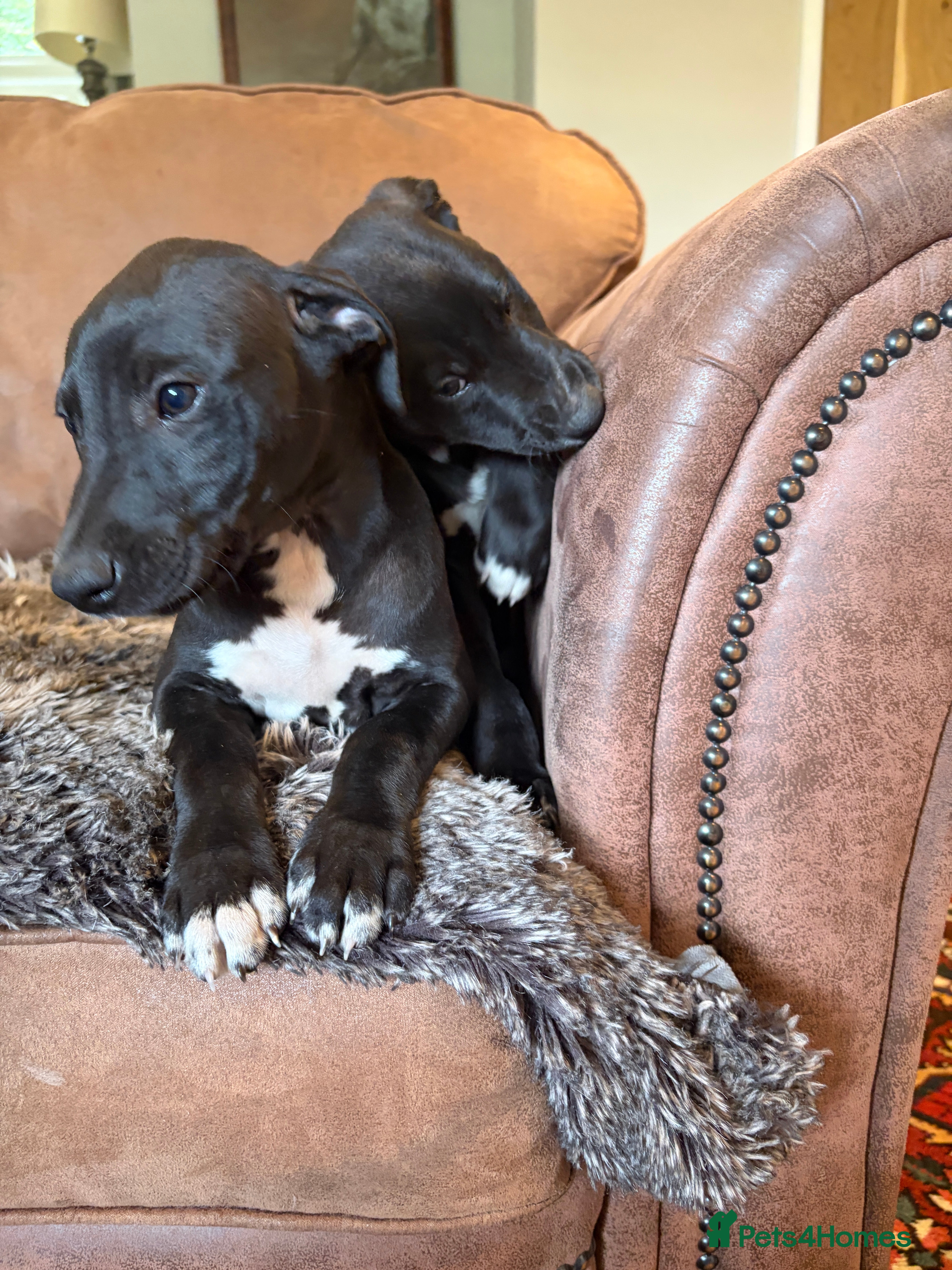 Whippet dogs Beautiful KC Whippet Puppies - Advert 2