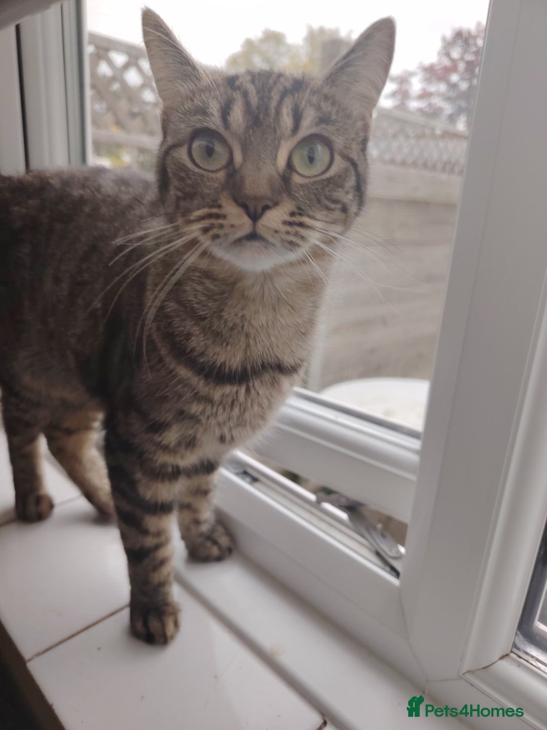 Bengal cats for sale: Beautiful tabby girl - Image 1