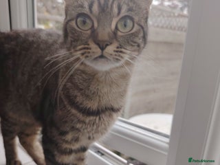 Bengal cats - Advert 6