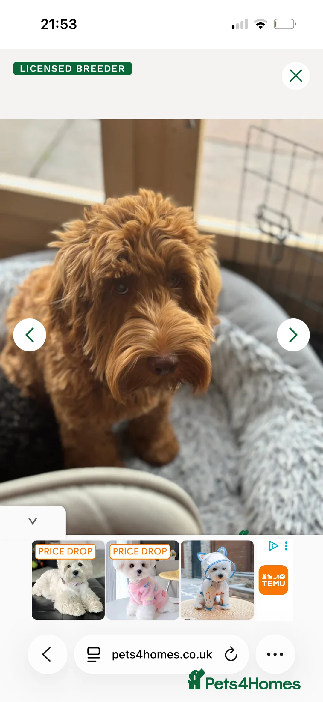 Cockapoo dogs for sale: 🐾Cockapoo Puppies Available for Loving Homes🐾 - Advert 5