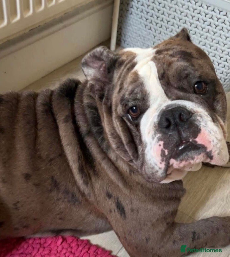 Old Tyme Bulldog dogs Rehoming my beautiful Lennie - Advert 9