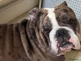 Old Tyme Bulldog dogs Rehoming my beautiful Lennie - Advert 9