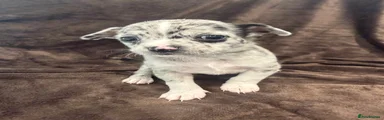Chihuahua 4