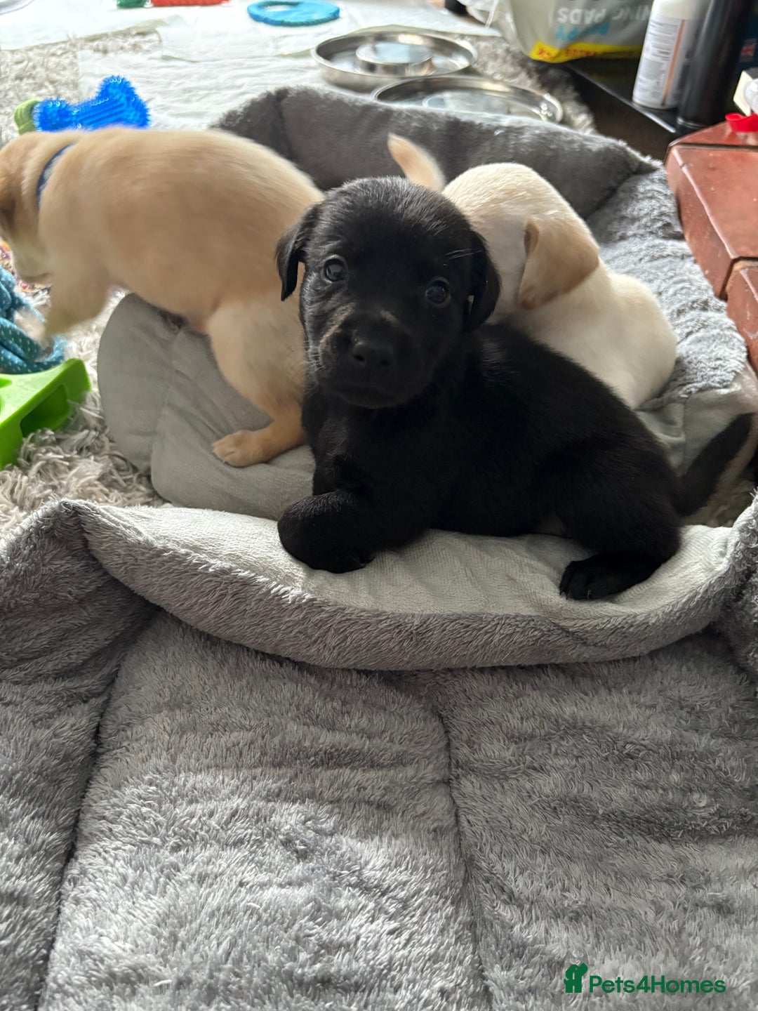 Labrador Retriever dogs for sale: Ready now beautiful Labrador retriever puppies - Image 12