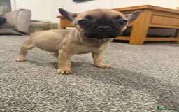 Mixed Breed dogs for sale: Frenchie x chihuahua pups - Image 9
