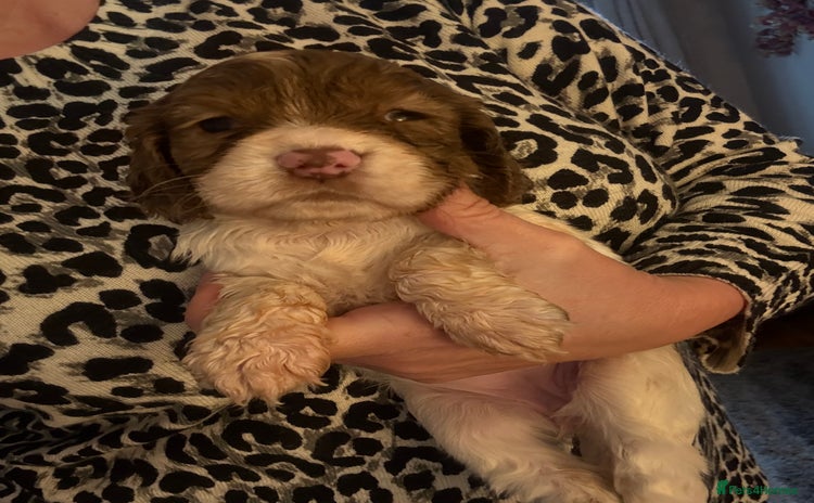 Cocker Spaniel dogs Cocker spaniel pups - Advert 5