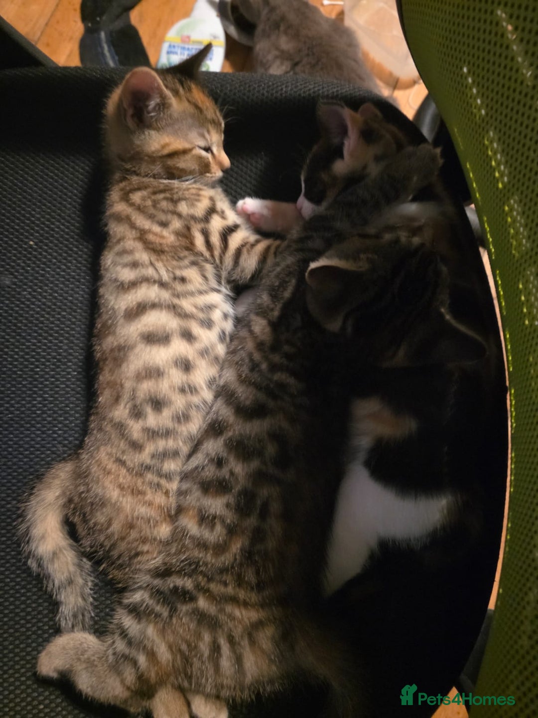 Bengal cats for sale: 3 beautiful part bengal kittens - Advert 2