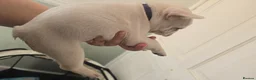 French Bulldog dogs for sale: French bulldog - Advert 6