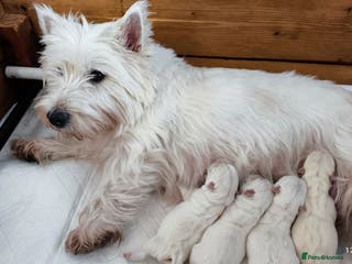 West Highland Terrier dogs West Highland White Terrier Puppies ♥️💙💚💜 - Advert 7