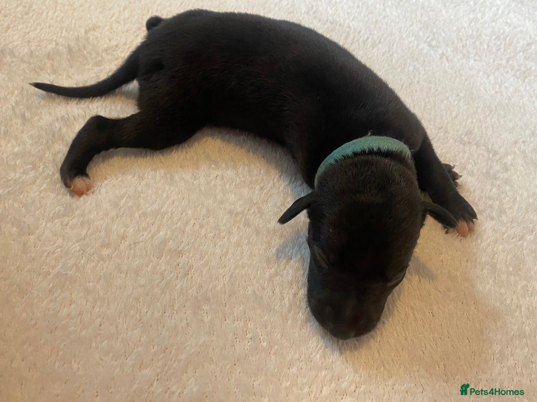 Whippet dogs for sale: 6 Stunning KC Pedigree Whippet Puppies - Image 2