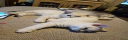 British Shorthair cats for sale: READY NOW GCCF Registered Kittens For Sale - Advert 14