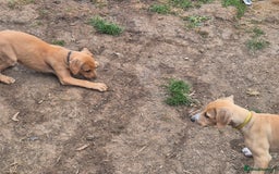 Mixed Breed dogs for sale: Lurcher x staff  in Sturminster Newton - Image 26