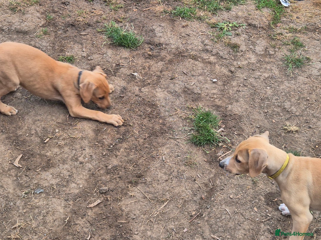 Mixed Breed dogs for sale: Lurcher x staff  in Sturminster Newton - Image 26
