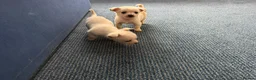 Chihuahua dogs for sale: Chihuahua puppies  in Glasgow - Advert 5
