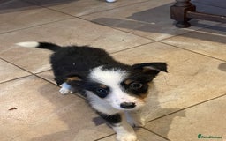 Border Collie dogs for sale: 4 Collie pups for sale - Advert 8