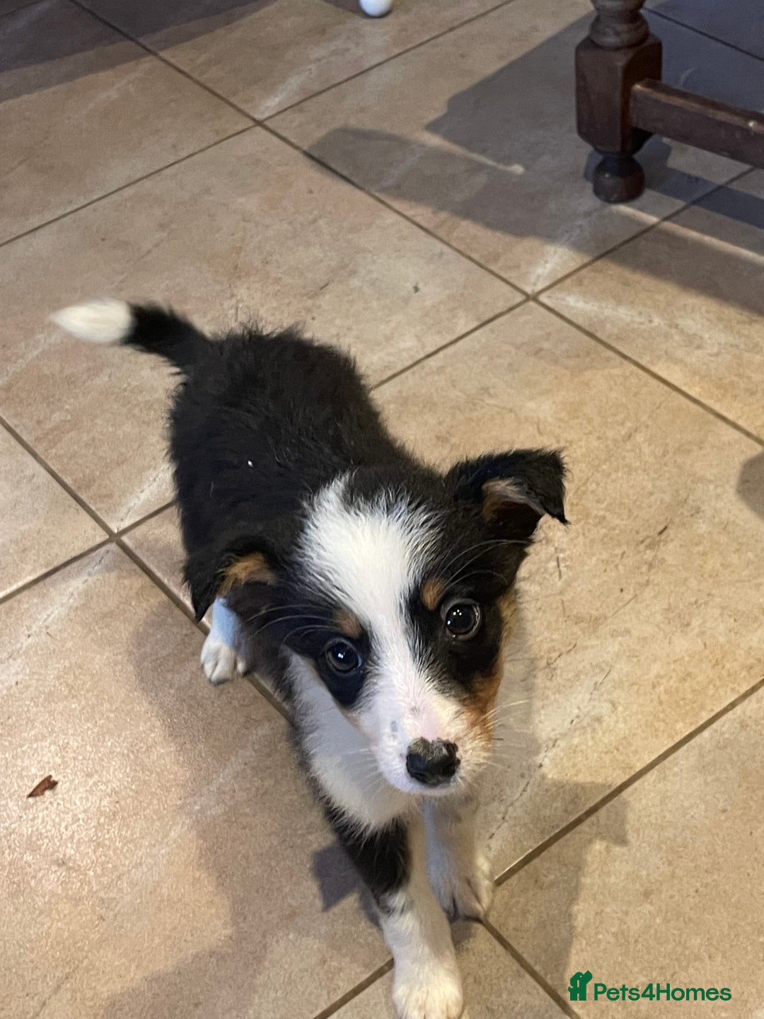 Border Collie dogs for sale: 4 Collie pups for sale - Advert 8