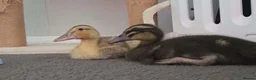 Ducks poultry for sale: Duck Pair For Sale in Tonbridge - Advert 6