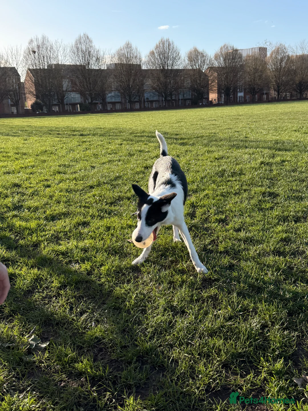 Border Collie dogs for sale: Friendly Border Collie Puppy – Smart & Loving Girl in Manchester - Advert 2