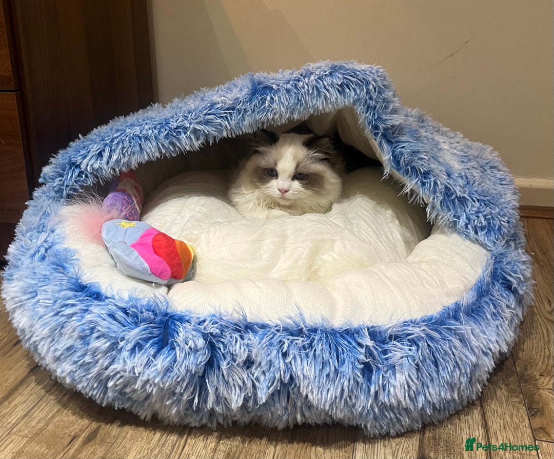 Ragdoll cats for sale: 🎀Beautiful Ragdoll kittens (TICA reg)🎀 - Image 11