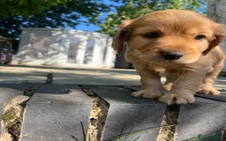 Mixed Breed dogs for sale: Cavapoo x cockapoo puppies in Loughborough - Image 20
