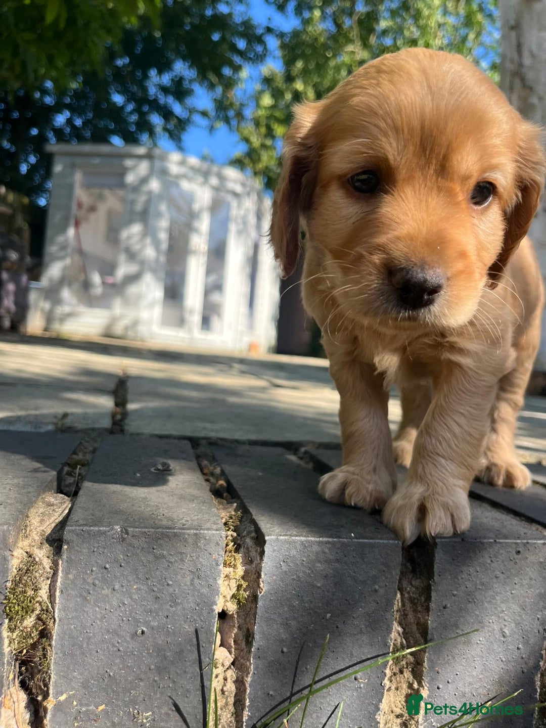 Mixed Breed dogs for sale: Cavapoo x cockapoo puppies in Loughborough - Image 20