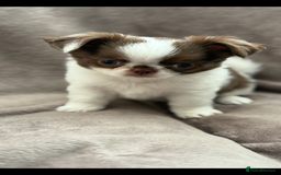Chihuahua dogs for sale: Chihuahuas - Image 6