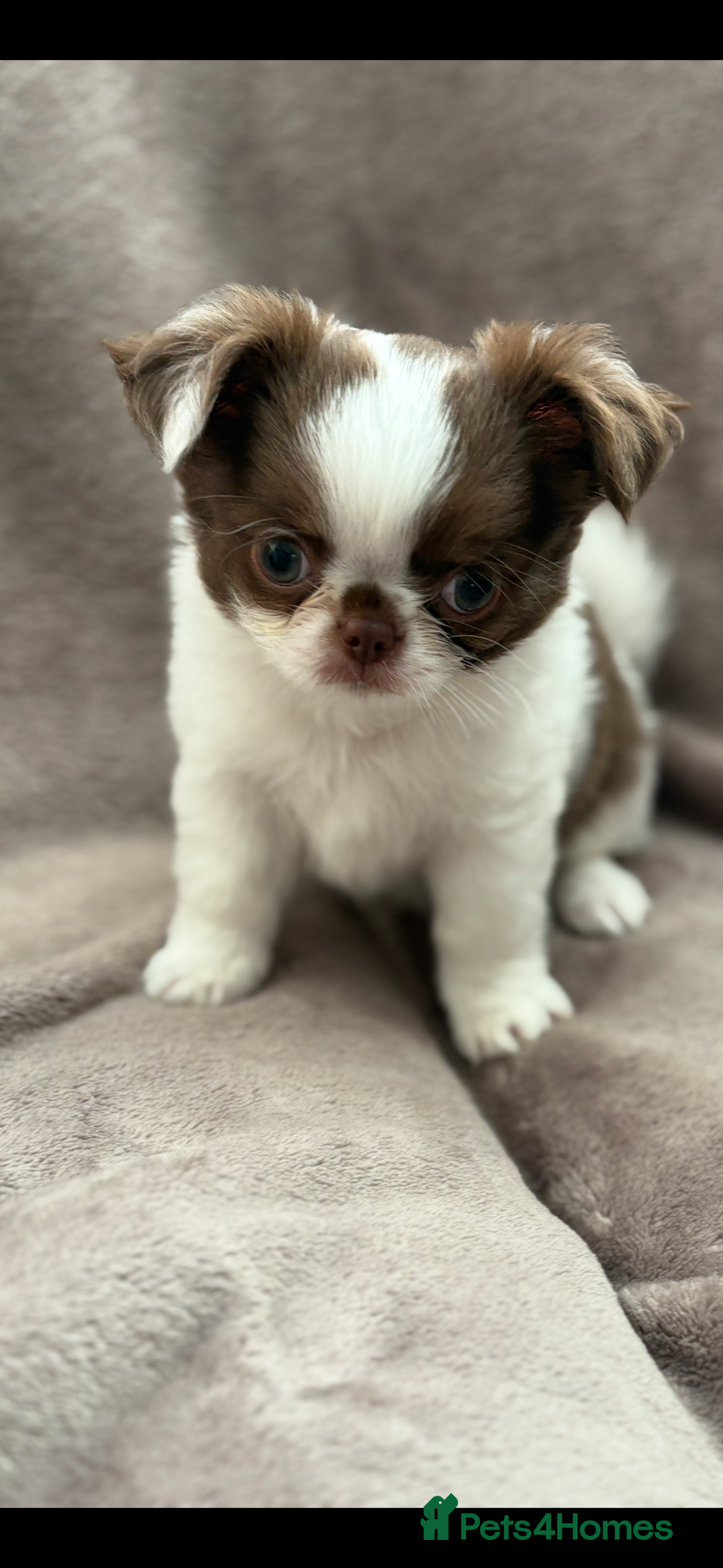 Chihuahua dogs for sale: Chihuahuas - Image 6