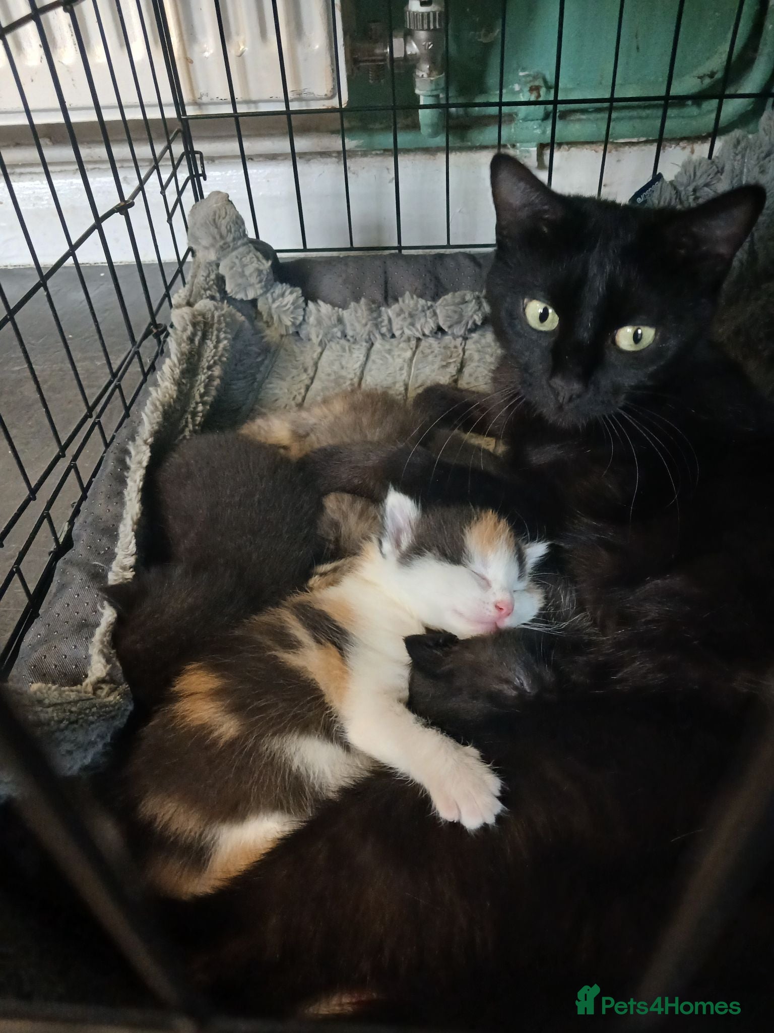 Mixed Breed cats 2 female cats  - Advert 1
