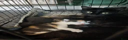 Mixed Breed cats for sale: 2 female cats  - Advert 1