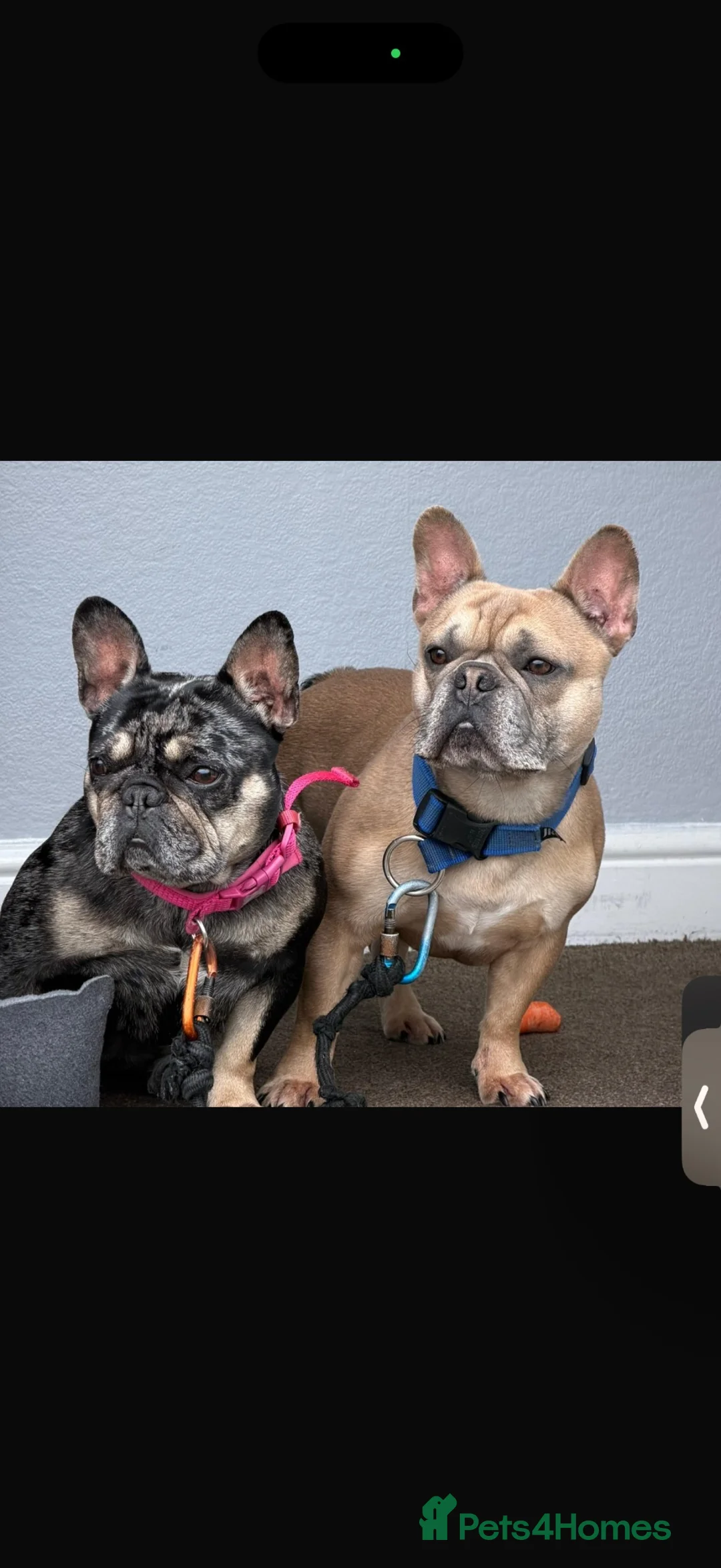 French Bulldog dogs for sale: 5 stunning French bulldogs  in Wokingham - Advert 1