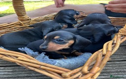 Dachshund dogs for sale: KC Reg Mini Smooth Pups (just two left) Black&Tan - Image 8