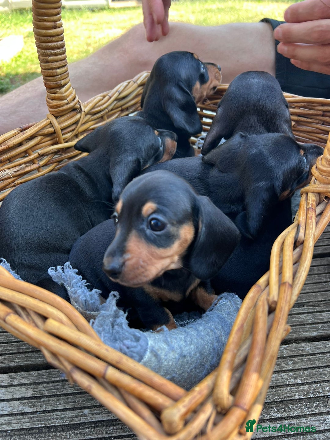 Dachshund dogs for sale: KC Reg Mini Smooth Pups (just two left) Black&Tan - Image 8