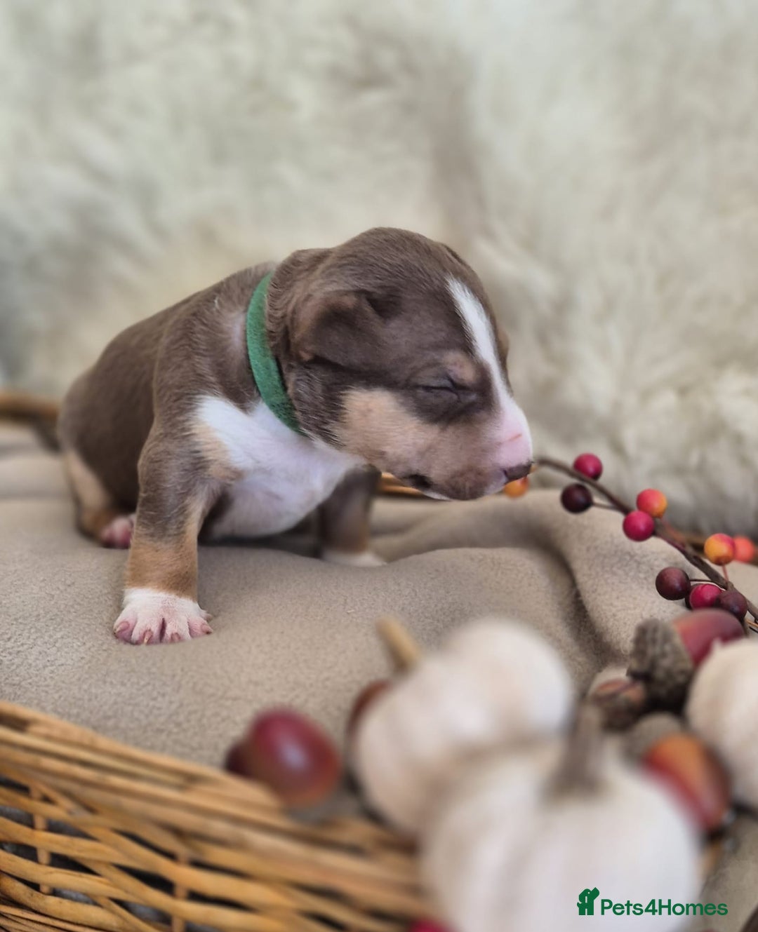 Miniature Bull terrier dogs for sale: 🐾 Exclusive Miniature Bull Terrier Puppies 🐾 - Image 8
